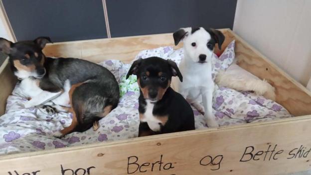 Hunden Berta fik hvalpe 14 dage, efter hun var rykket ind i Aggersund. <i>Privatfoto.</i>