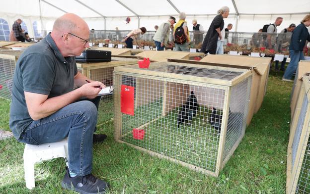Dommer Bent Nielsen bedømte de udstillede høns - der er flere ting, han kigger efter. <i>Foto: Bente Poder</i>