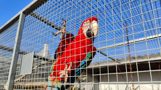 Papegøje gnavede sig ud af bur - nu er den på flugt