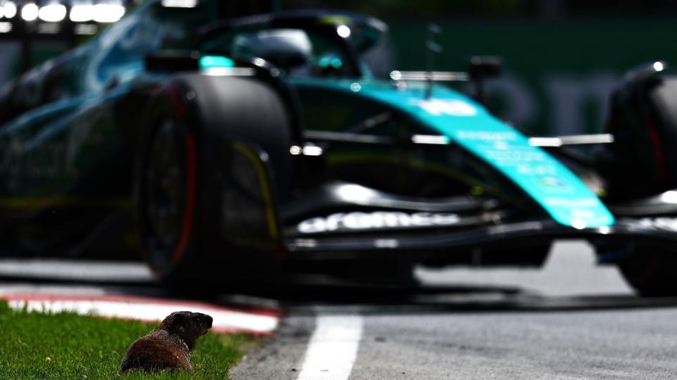 Et murmeldyr ses her ved banen på Circuit Gilles Villeneuve fredag, mens Lance Stroll kan ses i baggrunden i sin Aston Martin. <i>Clive Rose/Ritzau Scanpix</i>