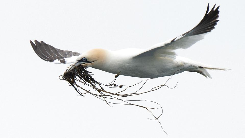 Suler er den største havfugl i de danske farvande. I den seneste uge er en række døde suler skyllet i land i det vestlige Jylland. (Arkivfoto). <i>Loic Venance/Ritzau Scanpix</i>