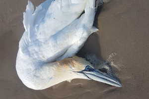 Flere hundrede døde fugle langs kysten: Her er forklaringen