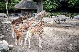 Giraffer i Københavns Zoo blev kortvarigt hjemløse