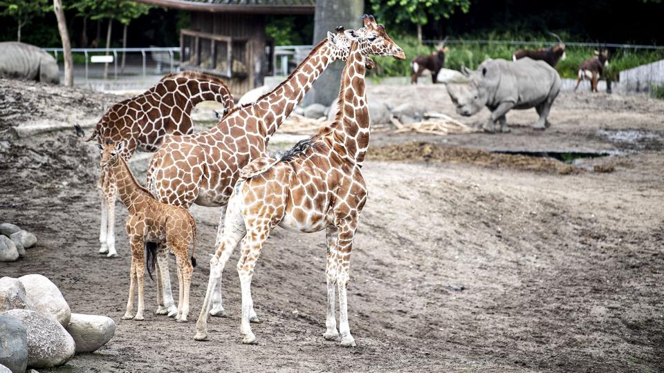 Girafferne i Zoologisk Have på Frederiksberg blev mandag evakueret, efter at en brand var opstået i girafhuset. Dyrene kan mandag aften vende tilbage til huset. <i>Nils Meilvang/Ritzau Scanpix</i>