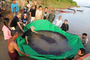 Verdens største ferskvandsfisk er fanget i Cambodja