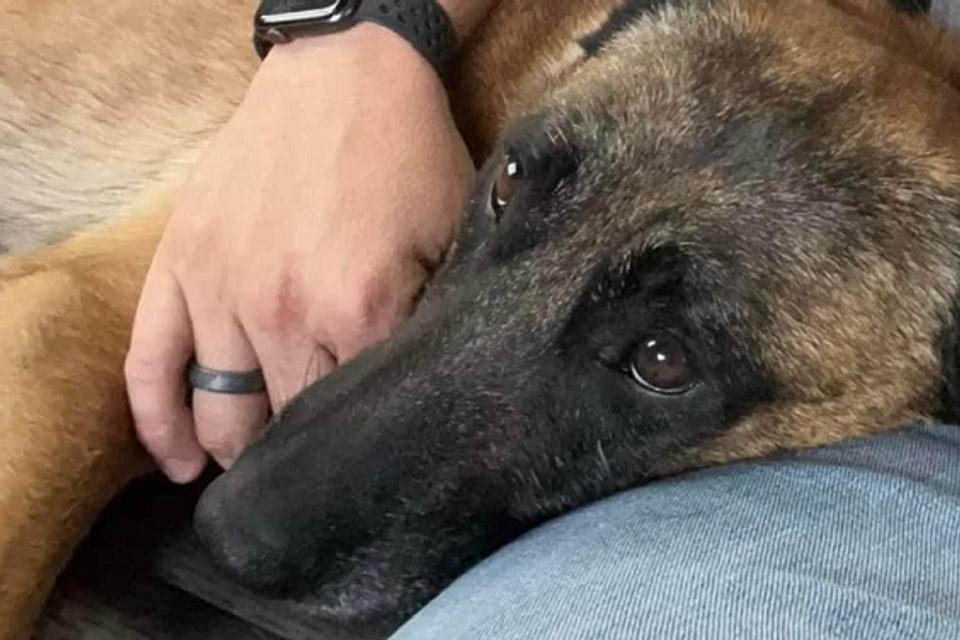Hyrdenhunden Exo. <i>Foto: Pascagoula Police Departement</i>