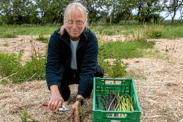 Elsøe Jensens hustru, Mie Boe, høster hver dag asparges på marken – også selv om vinden i Han Herred kan være strid. Foto: Jesper Hansen