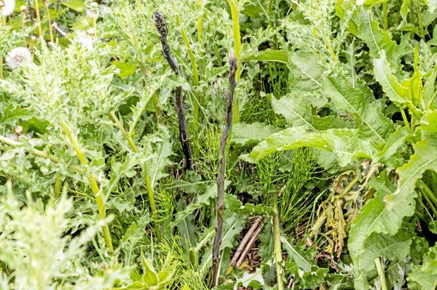 Det ligner mest af alt en brakmark, men professorens økologiske asparges er i verdensklasse, mener kokkene på Svinkløv Badehotel. Foto: Jesper Hansen