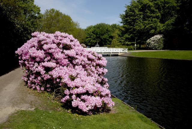 Hedelund Rhododendronpark er ramme om en sankthansfest 23. juni. Arkivfoto: Henrik Louis
