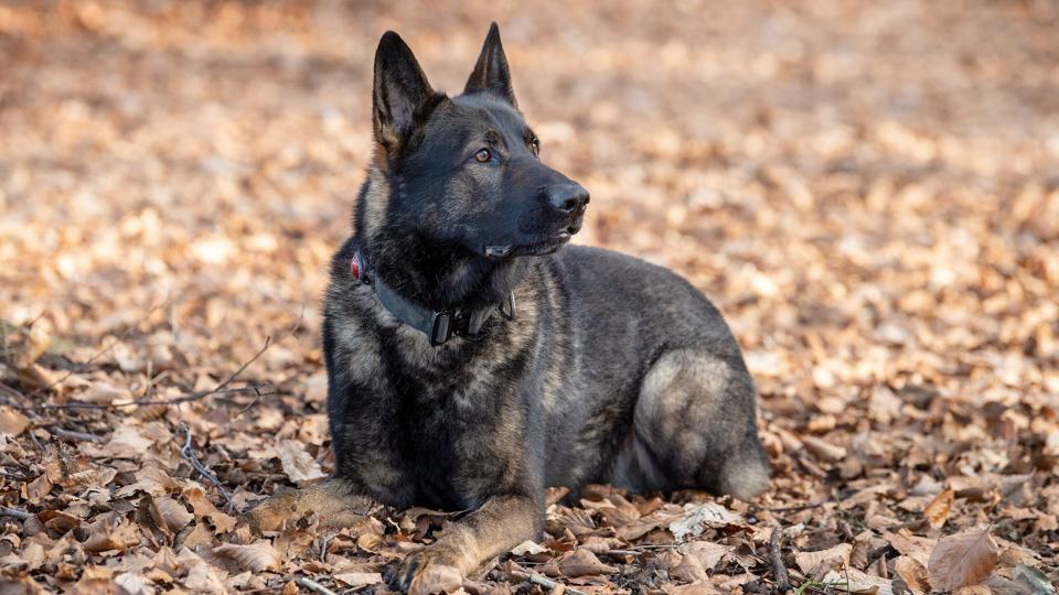 En politihund fra Nordjyllands Politi fandt mandag aften en forsvundet 32-årig kvinde uden sprog fra et bosted ved Slettestrand. Eftersøgningen har nu fået et efterspil, som kan koste politihunden livet. <i>Arkivfoto</i>