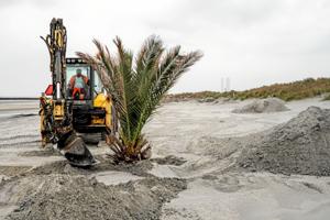 Se fotos og video: Så blev palmerne endelig plantet