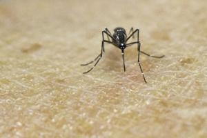 Studie: Myggebårne sygdomme nærmer sig hastigt Danmark