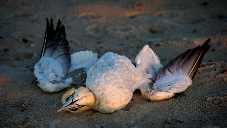 Årsagen til de mange døde suler er et udbrud af fugleinfluenza i Skotland. <i>Foto: Henrik Bo</i>