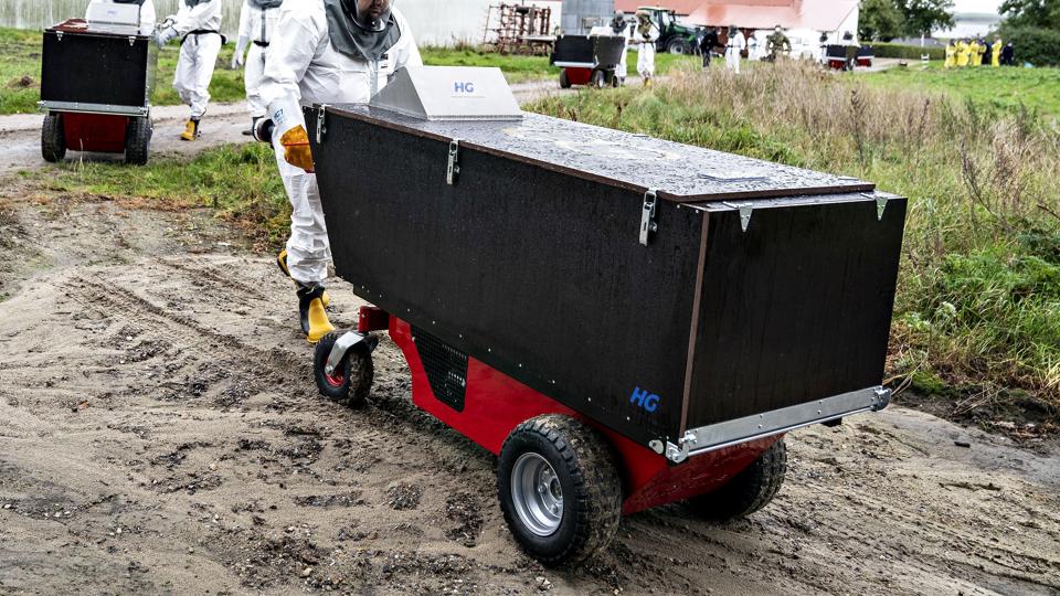 Minkavlerne blev i november 2020 tilbudt bonus for at aflive deres mink hurtigt. Men der manglede to slags hjemmel til den beslutning. Det nødvendige grundlag kom først på plads året efter, konkluderer Minkkommissionen i sin endelige beretning præsenteret torsdag. <i>Henning Bagger/Ritzau Scanpix</i>