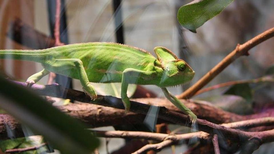 Terrarier <i>-</i>