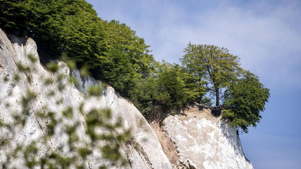Møns Klint rejser sig omkring 128 meter over havets overflade. (Arkivfoto). <i>Liselotte Sabroe/Ritzau Scanpix</i>
