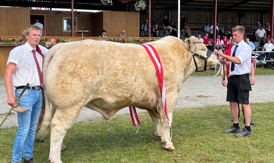 Charolais-tyren Nutella fra Thisted blev lørdag kåret som den bedste avlstyr på tværs af alle kødkvægracer i Danmark. <i>Foto: Fjordland</i>