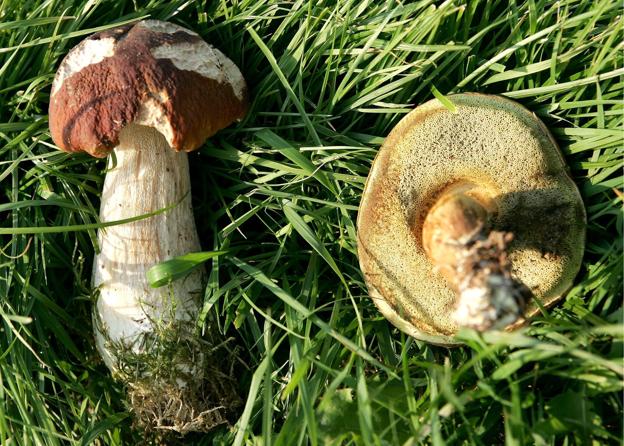 De spiselige svampe har små rør som en si under paden, forklarer Esben Buch, naturvejleder ved Aalborg Kommune.  <i>Foto: Michael Koch</i>