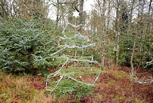 Det er meget betænksomt at dyrene også har fået et flot dekoreret juletræ. Foto: Flemming Dahl Jensen