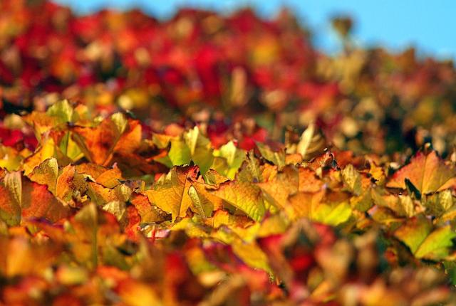 Solbakken fejrer efteråret med en Løvfaldsfest.   Arkivfoto: Peter Broen