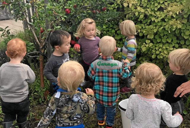 Børn og voksne fra den kommunale dagpleje i Biersted hjalp hinanden med at plukke æbler. Privatfoto