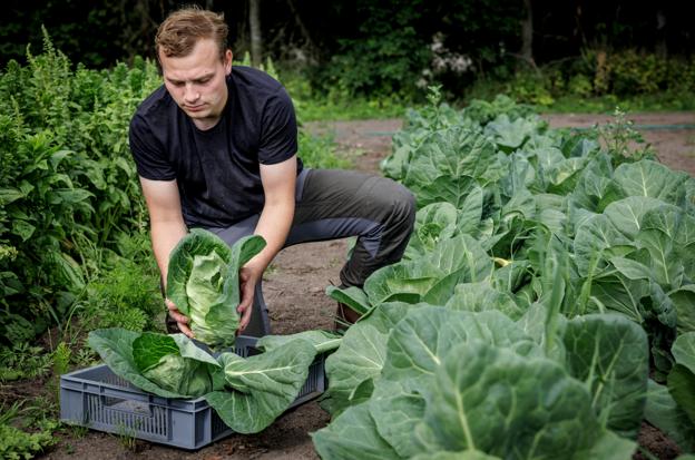 Som barn af forældre med virksomhed inden for IT, lå det ikke lige for, at Viktor Kristensen Riise ville gå landmandsvejen. <i>Foto: Martin Damgård</i>