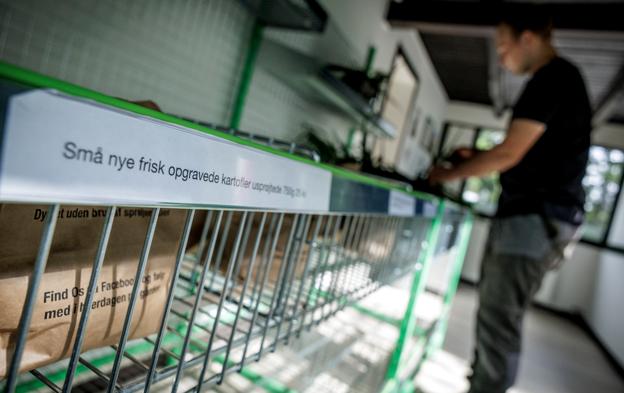 Kartoflerne sorteres med håndkraft, og i løbet af en måned bliver det til mange kartofler. Heldigvis har Viktor Kristensen Riise stor hjælp af sin mor, der netop har købt en naboejendom.