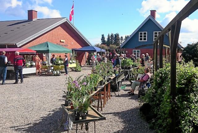 På søndag er der plantemarked på Skovsgårdsvej 28 i Hals.Privatfoto Foto: Allan Mortensen