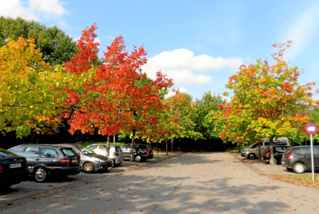 Efterårsfarver ved parkeringspladsen ved Nordcold.