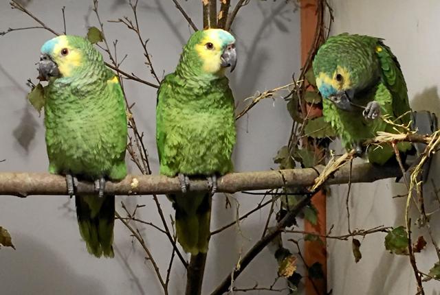Her et kig ind i sidste års udstilling med de tre Blåpandede Amazon-papagøjer.