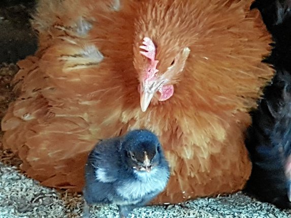 Hønsemor med sin kylling kan opleves på tæt hold ved Farmvisit i Hem. Privatfoto