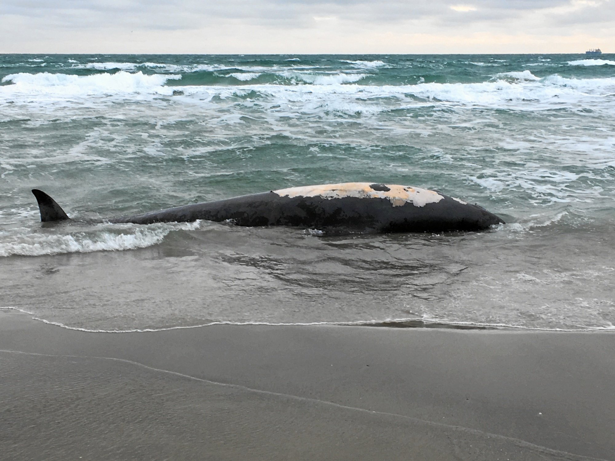 Død hval fundet på stranden i Skagen