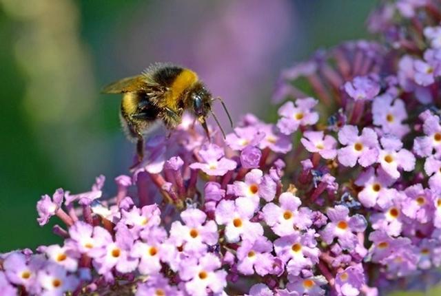 Bierne ikke mindst de vilde - skal have bedre levevilkår i Mariagerfjord Kommune.