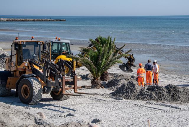 Der var tryk på med at forankre de mange palmer i sandet på Palmestranden. Foto: Kim Dahl Hansen