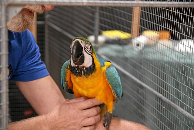 En meget farvestrålende papegøje. Foto: Flemming Dahl Jensen