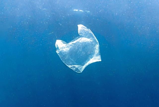 Vandmand eller plastik - hvaler kan ikke altid se forskel og fylder deres maver med blandt andet klare plastikposer. 

Fotos: Nordsøen Oceanarium