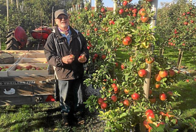 Frugtavler Leif Urban viser rundt i æbleplantagen og fortæller om de enkelte æblesorter samt om fordele og ulemper ved de forskellige sorter. Privatfoto