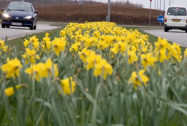 Flot ser det ud når en større flok påskeliljer blomstrer

Arkivfoto: