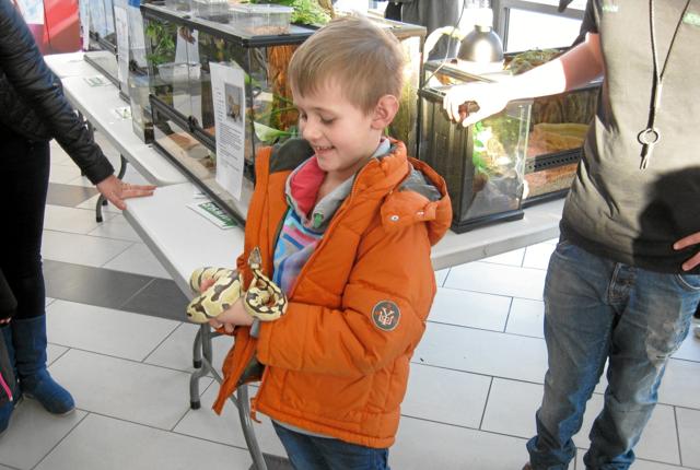 Styr På Dyr besøgte fredag Shoppen med nogle af deres mange dyr, og denne ungersvend var modig nok til at holde en Kongepyton-slange. Foto: Ole Skouboe