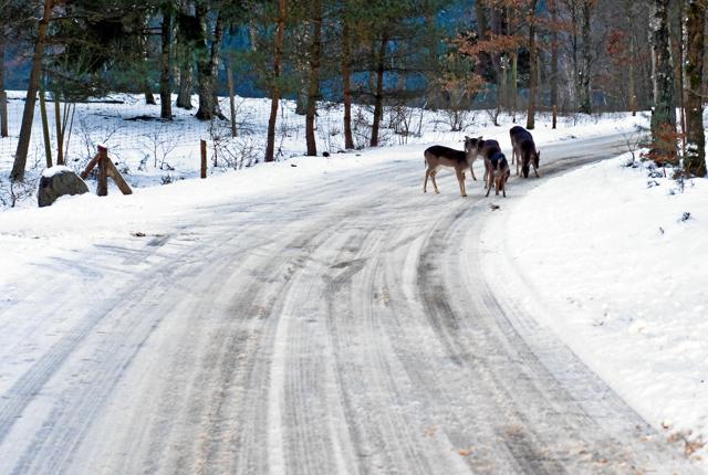 Hjorte på vejene og mørke vintre øger risikoen for ulykker i trafikken. Pas ekstra på i områder, hvor hjortene holder til. Foto: Brian Ilsø/Colourbox