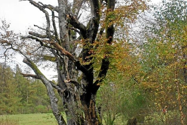 Klodholm-bøgene var engang en flot rundkreds af bøgetræer, men er nu en træruin, der nærmest ligner en skulptur. Privatfoto