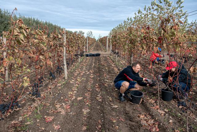 Tim Eklund og Martin Braun deler interessen for vin og arbejdet sammen i høsten. Foto: Martin Damgård