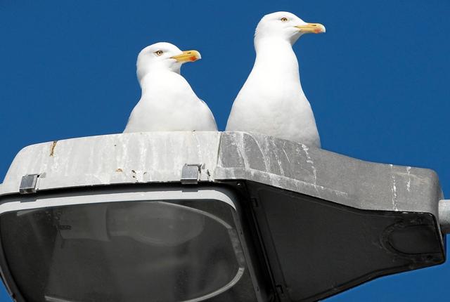 Mågerne i Støvring midtby er med deres larmende adfærd et stigende problem. Arkivfoto: Peter Broen