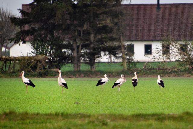 Seks storke rastede på en mark mellem Løkken og Hjørring. Foto: Hans Ravn