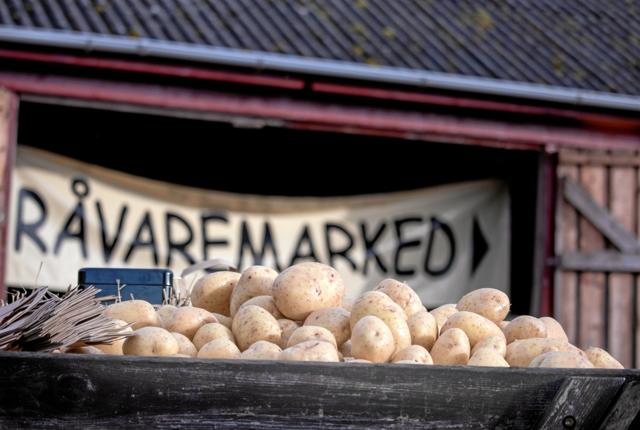Hvert år afholdes festival i Vildposeporten, hvor der sættes fokus på den lokale vildmosekartoffel. Foto: Kasper Ørkild