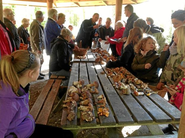 Naturvejledernes årlige svampetur i Jenle Plantage plejer at være noget af et tilløbsstykke, og det forventes det også at blive i år. Privatfoto