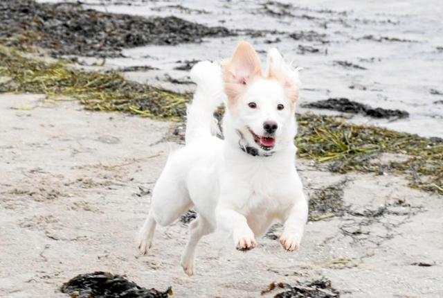 Fra den 1. oktober må man igen slippe sin hund fri på de danske kyster. Det kræver dog, at man som hundeejer har fuld kontrol over sin hund, så den ikke forstyrrer de vilde dyr og andre mennesker på stranden. Foto: Dyrenes Beskyttelse.