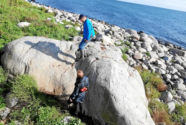 Stenen er syv meter lang og over 2 meter høj. Den er blandt de 20 største sten i Danmark. Den vejer cirka 100 tons. Danmarks største sten er Dammestenen ved Hesselager (Østfyn). Kæmpestenens vægt er anslået 1000 ton. Foto: Jens Thidemann, Nordjyllands Kystmuseum.
