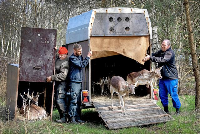 I begyndelsen af april i år udsatte dådyraluget 14 nyindkøbte dådyr fra to nordjyske farme på to lokaliteter tæt på Volsted. Arkivfoto: Lars Pauli