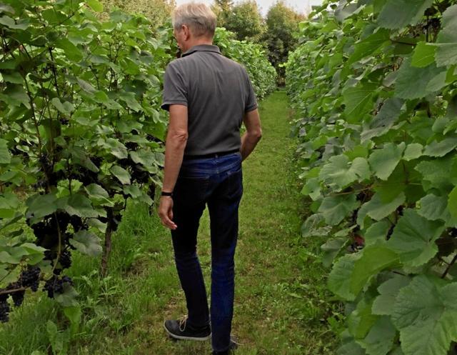 Galleri Gjessings vingård i Næsbydale inviterer i weekenden til åben vingård - i lighed med landets øvrige vinavlere. Privatfoto